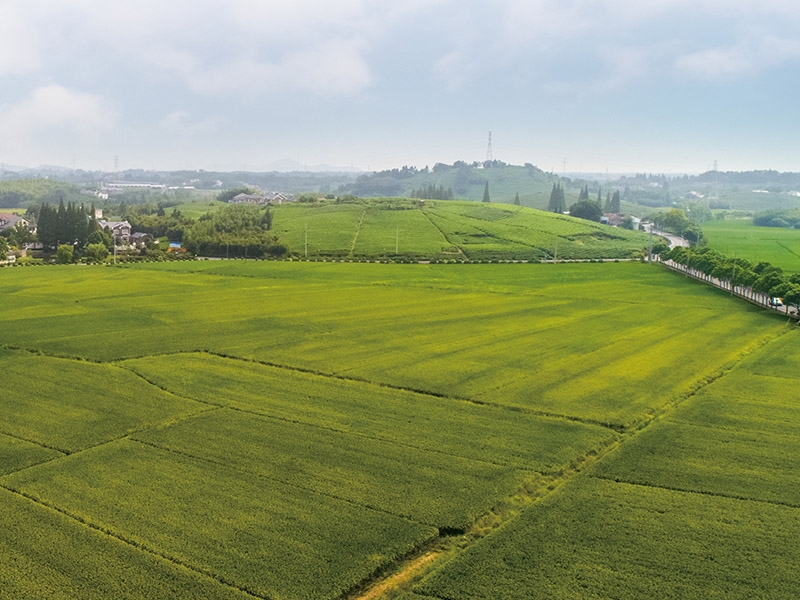 萊西高標(biāo)準(zhǔn)農(nóng)田建設(shè)項(xiàng)目